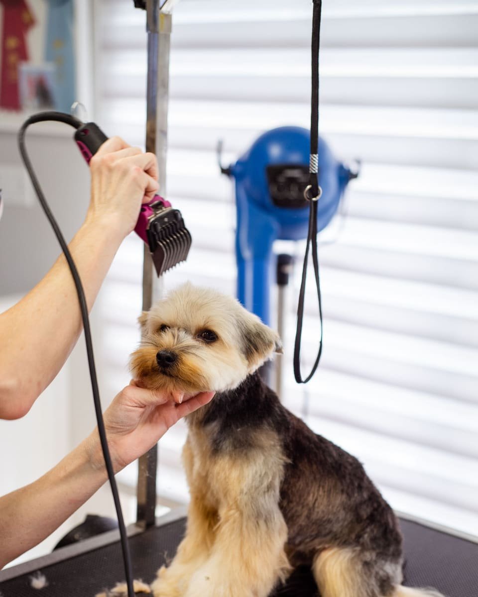 A groomer trimming a Yorkshire Terrier on a grooming table (example photo)
