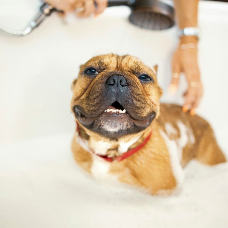 A smiling French Bulldog being rinsed in a bathtub (example photo)
