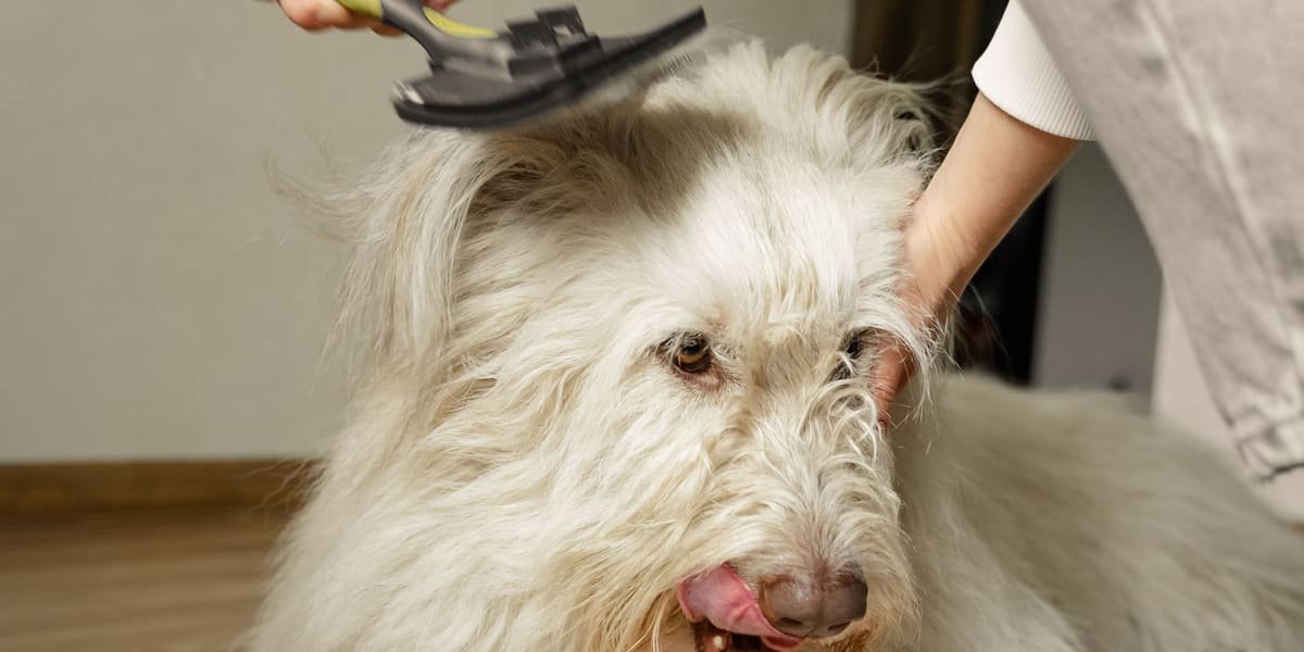 A fluffy white dog being gently brushed on a wooden floor (example photo)