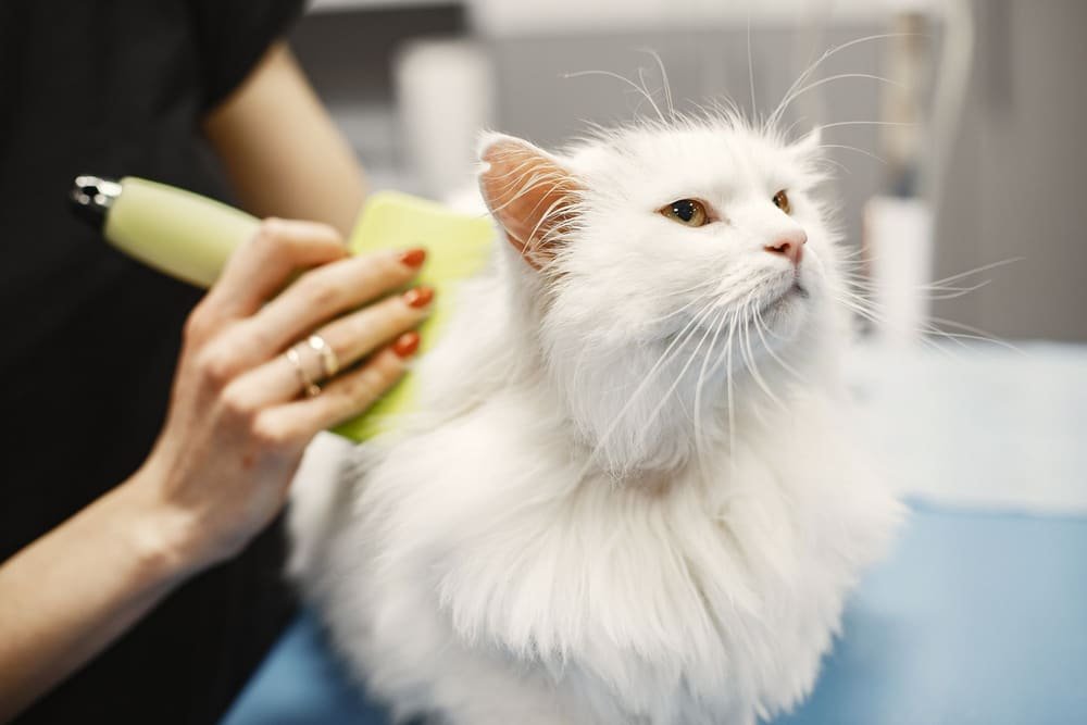 A fluffy white cat being brushed by a groomer (example photo)