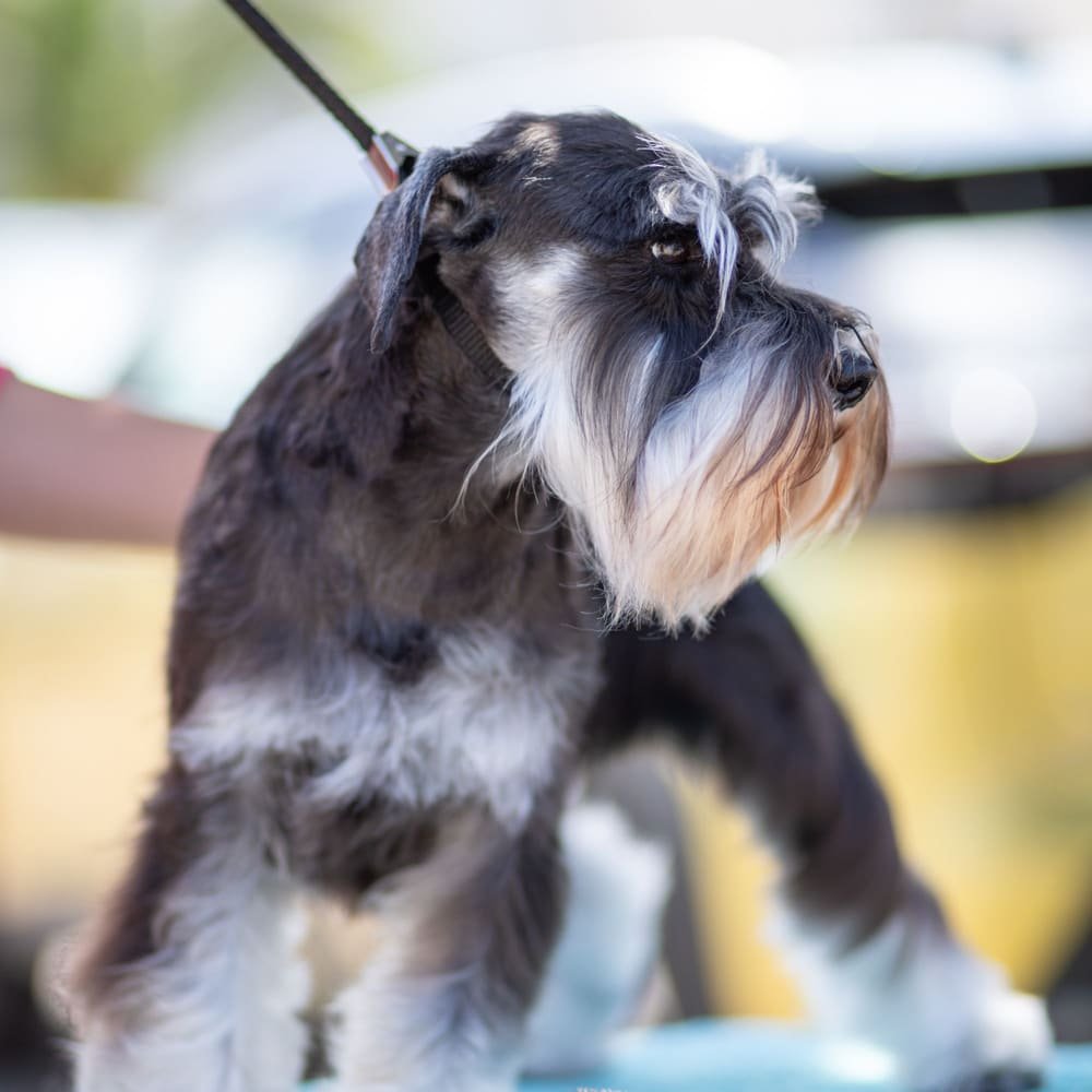 A freshly groomed Miniature Schnauzer standing on a grooming table (example photo)