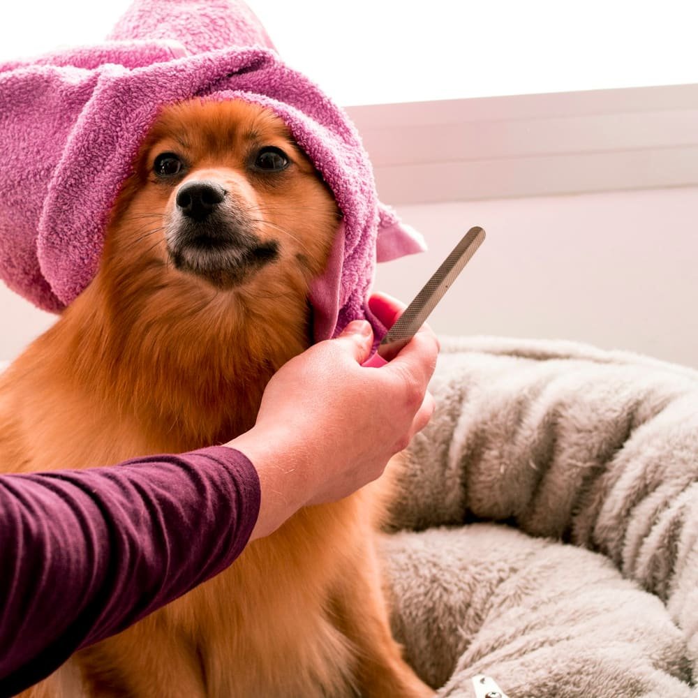 A happy Pomeranian wrapped in a pink towel after a bath (example photo)