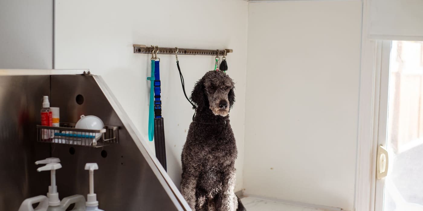 A poodle waiting in a bright grooming salon (example photo)