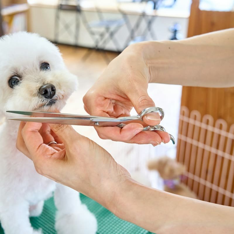Hands scissoring the face of a fluffy white Maltese (example photo)
